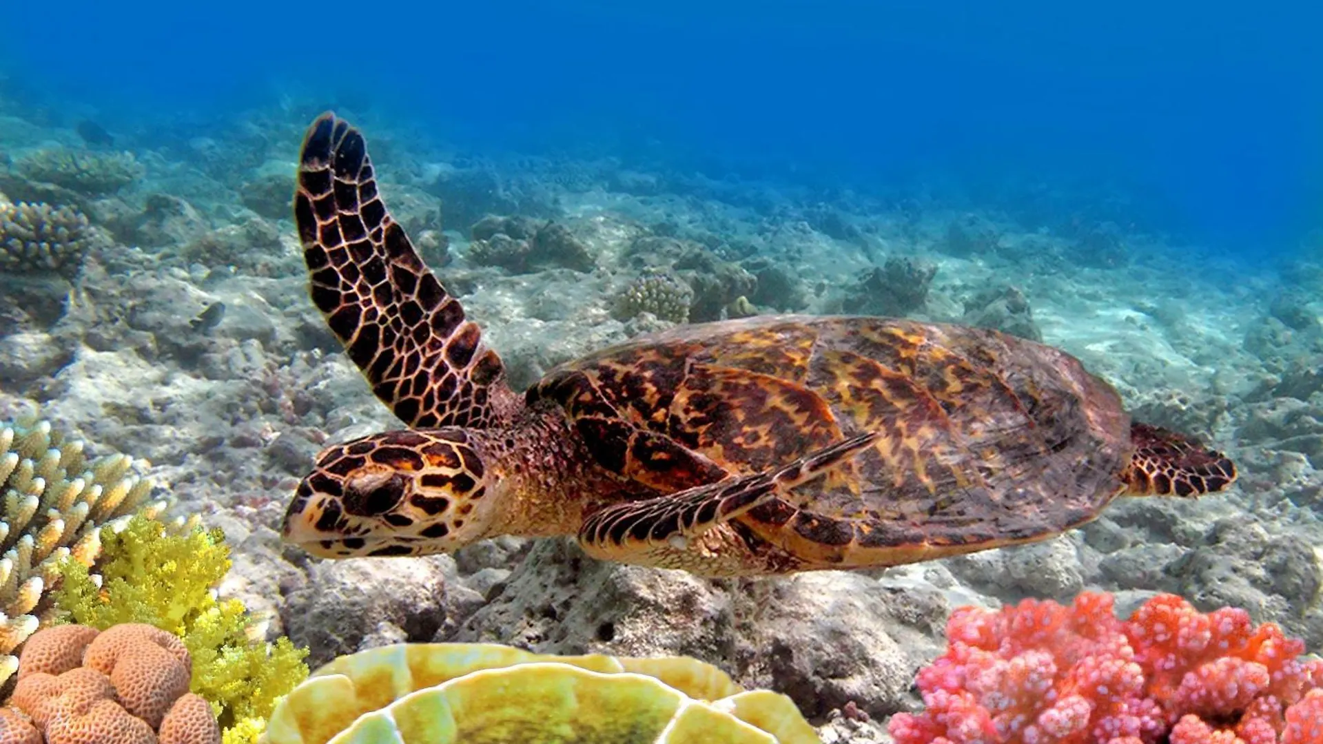 Vila Hale Kamaole 210 Wailea  Prázdninový dům Wailea (Maui)