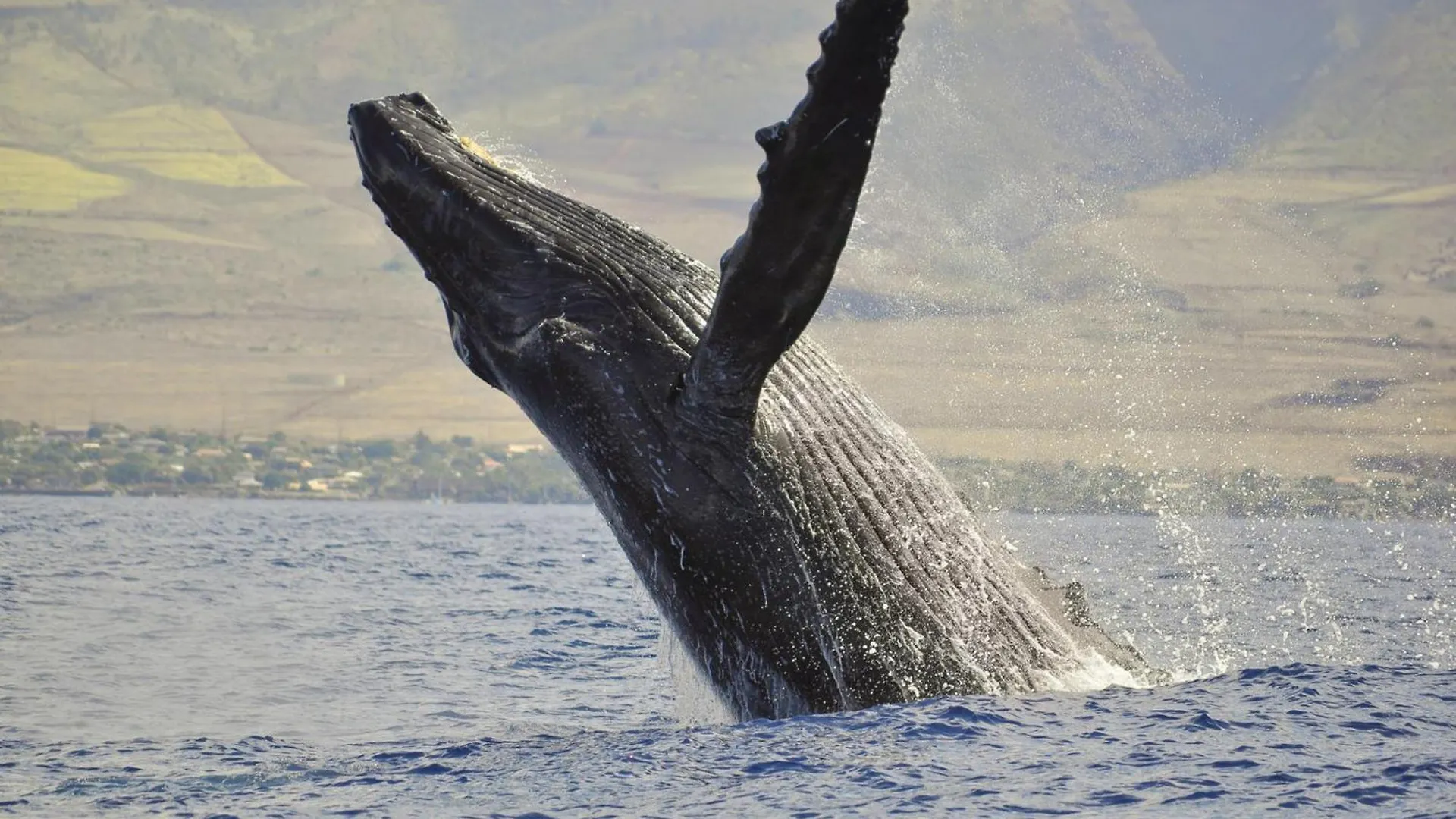 Prázdninový dům Vila Hale Kamaole 210 Wailea  USA
